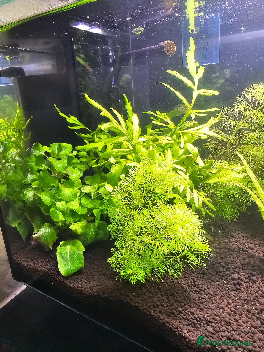 Pufferfish fish for sale: 6 pea puffers with aquarium  - Advert 2