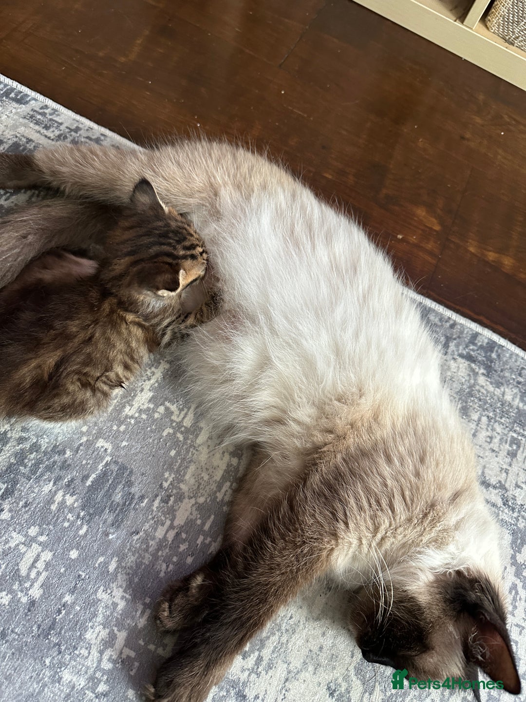 Mixed Breed cats for sale: Ragdoll Cross Kittens, 2 boys 1 girl - Advert 20
