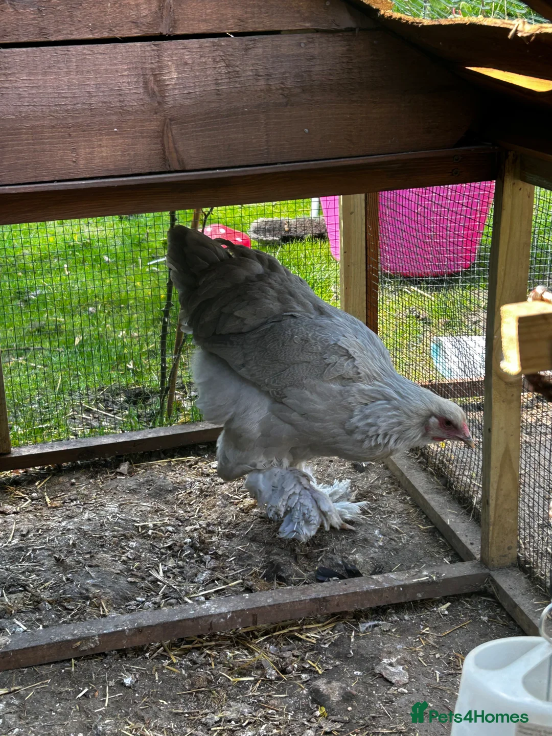 Chickens poultry for sale: Rare Isabella Brahma for sale  - Advert 8