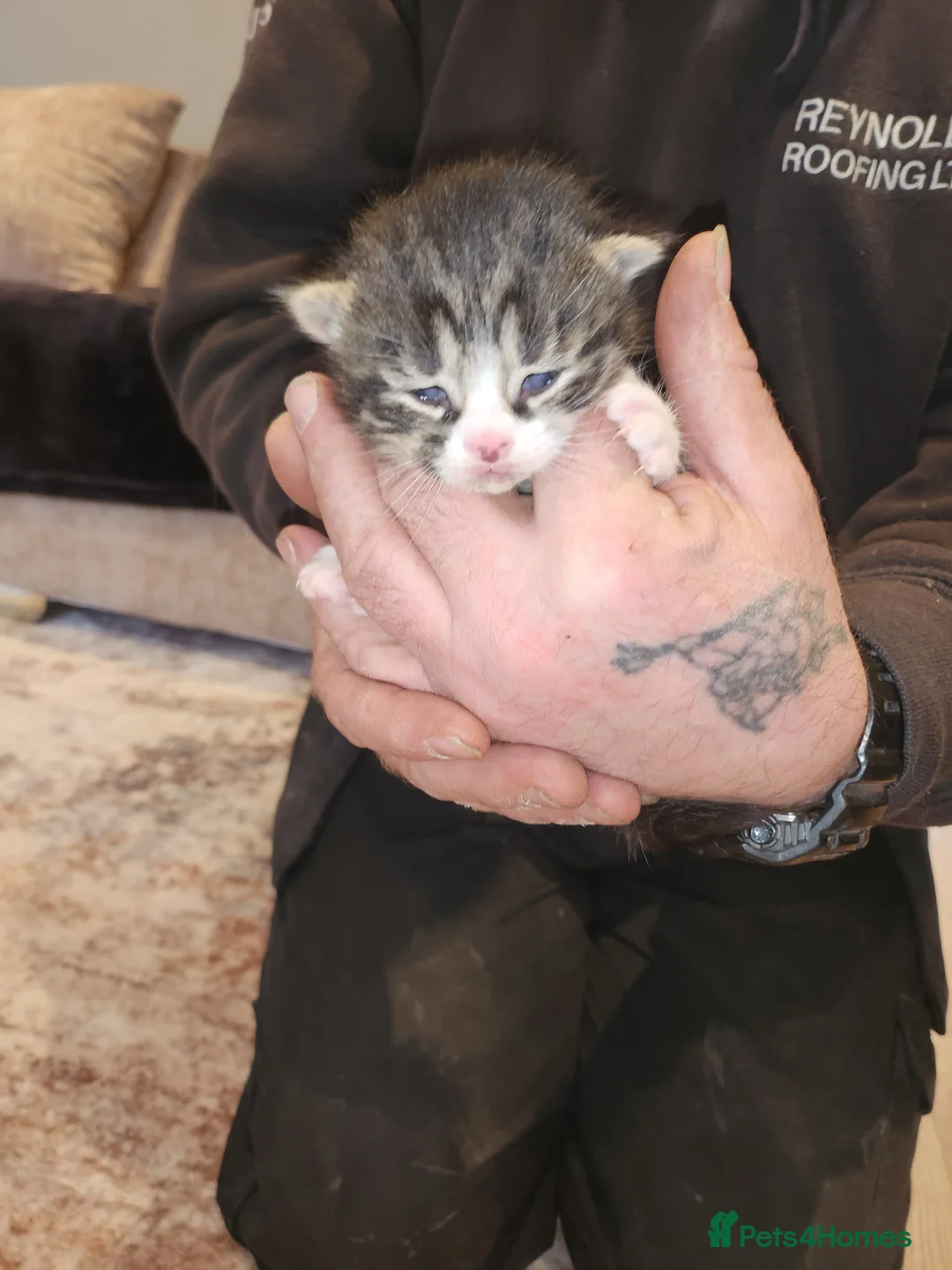 Mixed Breed cats for sale: 3 beautiful boys and 2 girl kittens  - Advert 2