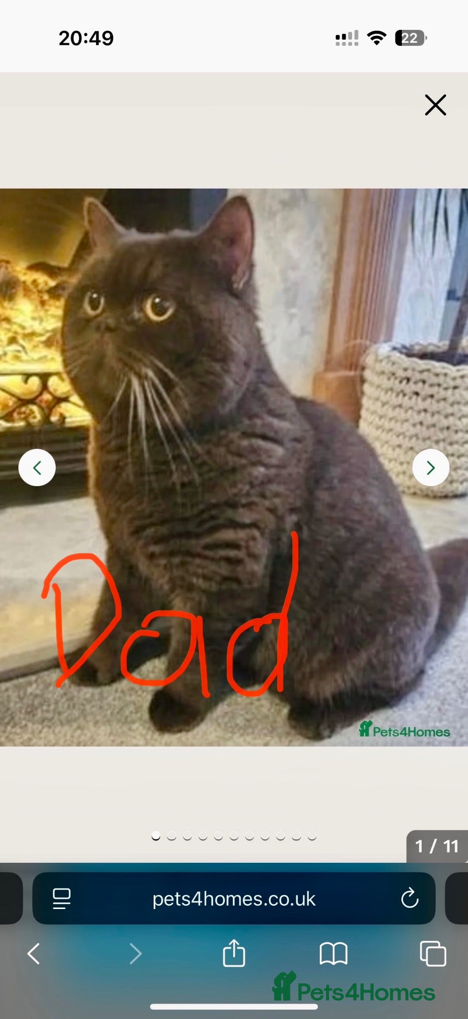British Shorthair cats Gccf reg. British Shorthair Lilacs,Black - Advert 2