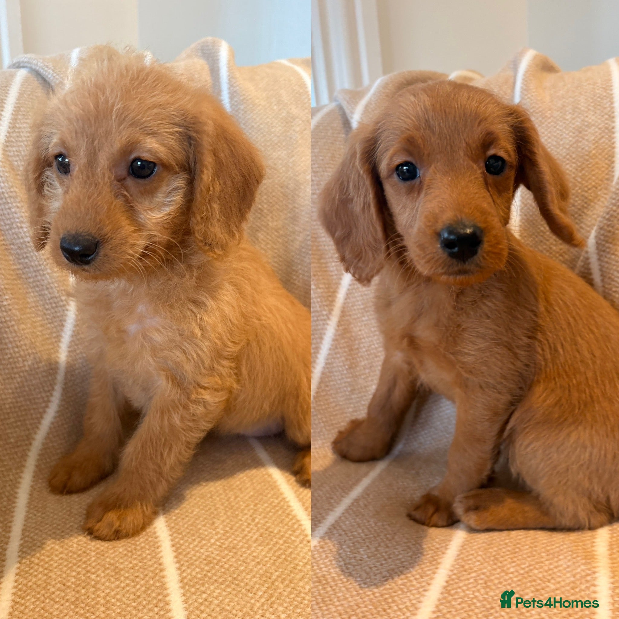 Labradoodle dogs LICENSED BREEDER QUALITY MINI LABRADOODLES - Advert 14