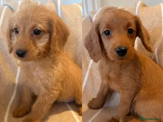 Labradoodle dogs LICENSED BREEDER QUALITY MINI LABRADOODLES - Advert 2