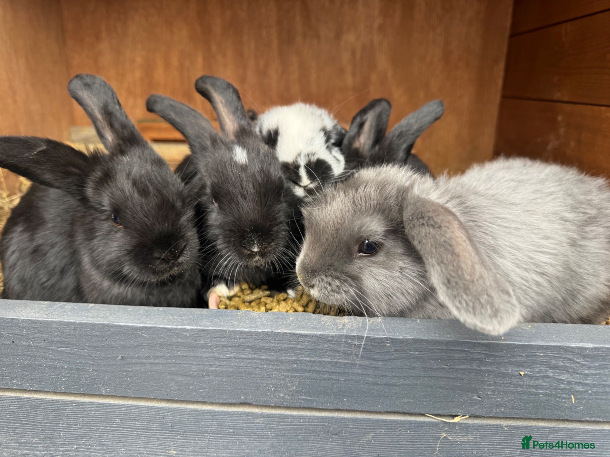 Mini Lion Lop rabbits Mini lop/lion head baby bunnies - Advert 16