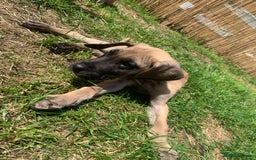 Great Dane dogs for sale: Only 3 left - Pedigree Great Dane Puppies in Dumfries - Image 6