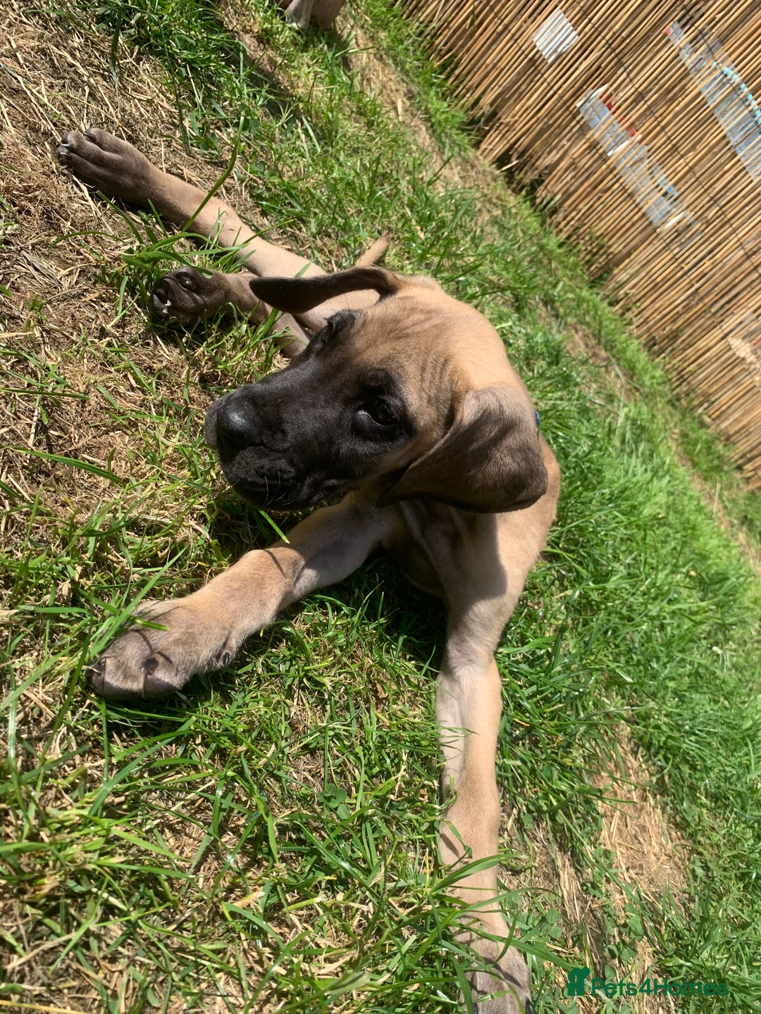Great Dane dogs for sale: Only 3 left - Pedigree Great Dane Puppies in Dumfries - Image 6