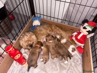 Shih Tzu dogs Adorable puppies - Advert 7