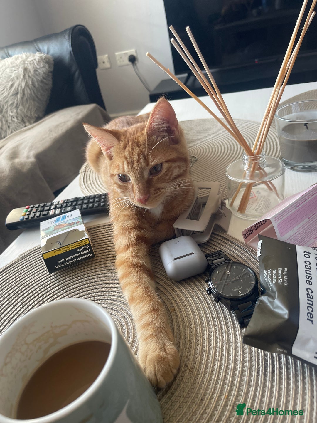 Abyssinian cats for sale: Beatiful cat - Image 8