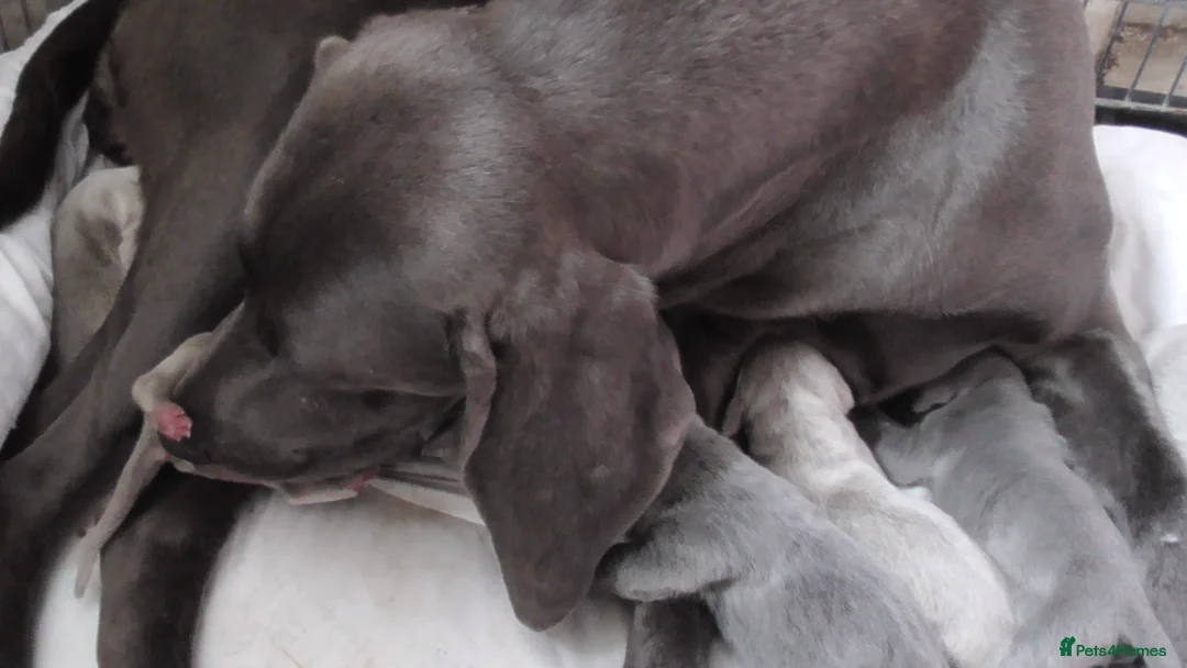 Weimaraner dogs for sale: As on TV: KC Reg Working Weim BLUE and SILVER - Advert 9