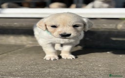 Golden Retriever dogs for sale: KC Registered Golden Retriever Puppies 🐾 - Image 4