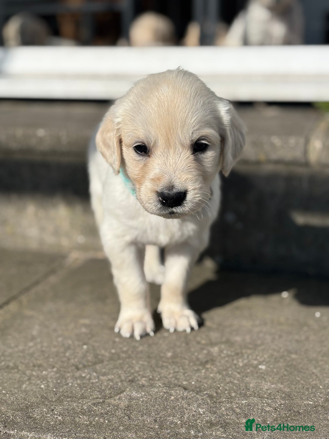 Golden Retriever dogs for sale: KC Registered Golden Retriever Puppies 🐾 - Image 4