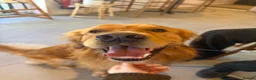 Golden Retriever dogs for stud: HANDSOME DARK GOLDEN RETRIEVER STUD-PICK OF LITTER - Advert 15