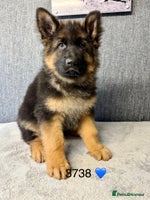 German Shepherd dogs OUTSTANDING QUALITY - Advert 7