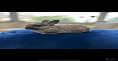 Netherland Dwarf rabbits - Advert 6