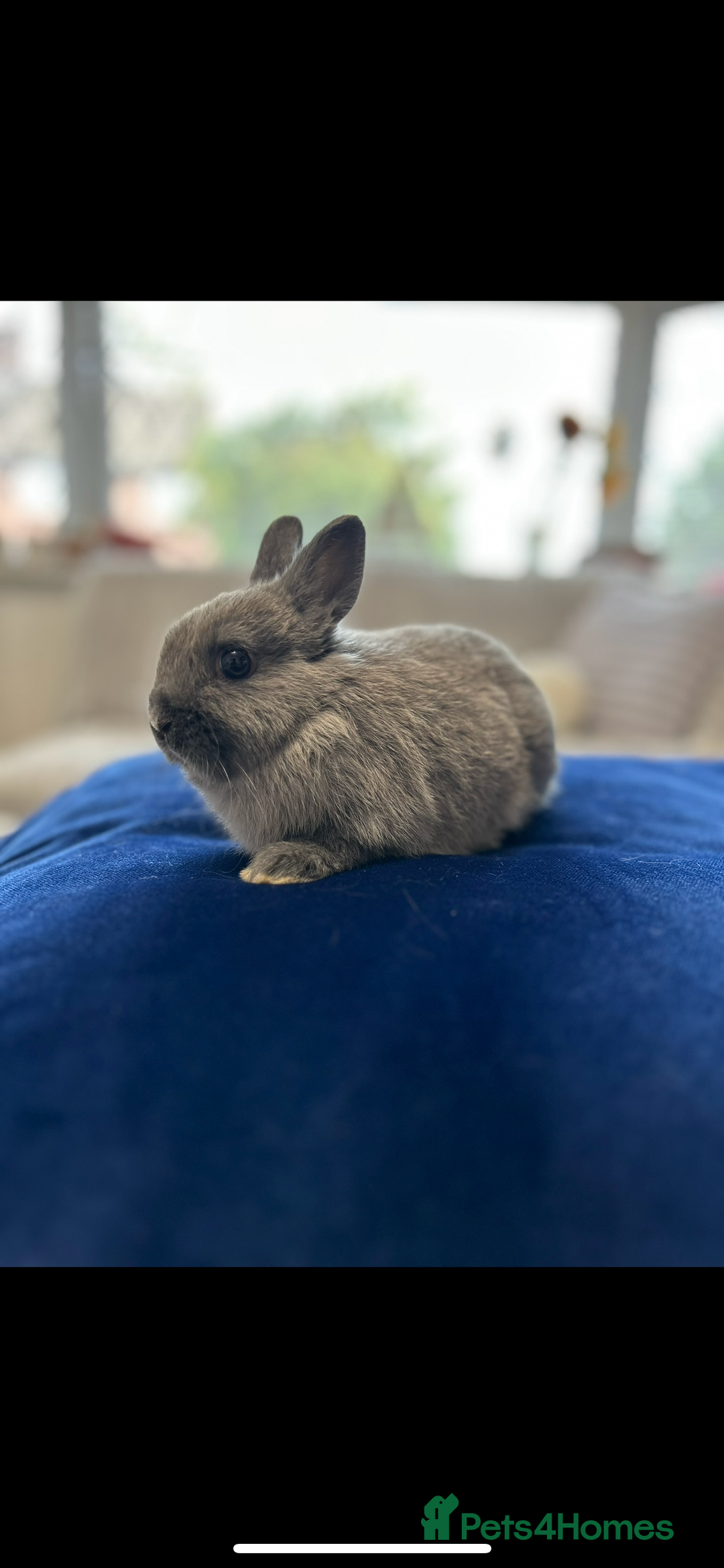 Netherland Dwarf rabbits for sale: Free Netherland dwarf  - Image 2