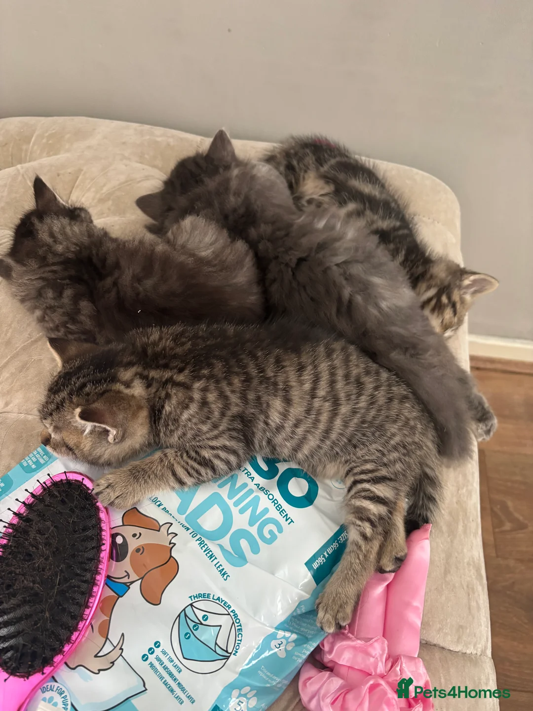 Mixed Breed cats for sale: Kitten  - Advert 2