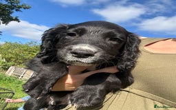 Sprocker dogs for sale: Last boy! READY NOW F1 sprocker spaniels  - Image 1
