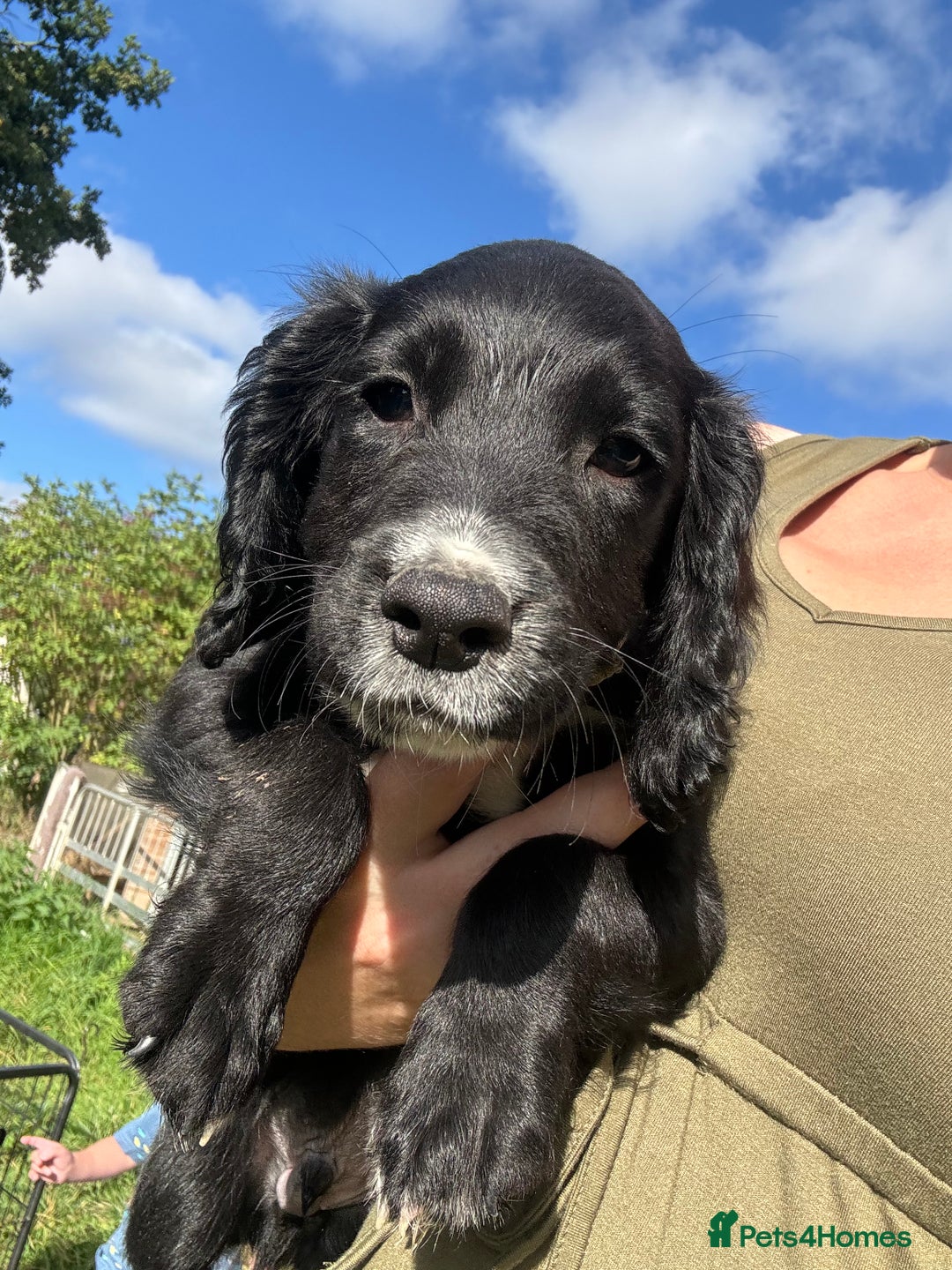 Sprocker dogs for sale: Last boy! READY NOW F1 sprocker spaniels  - Image 1