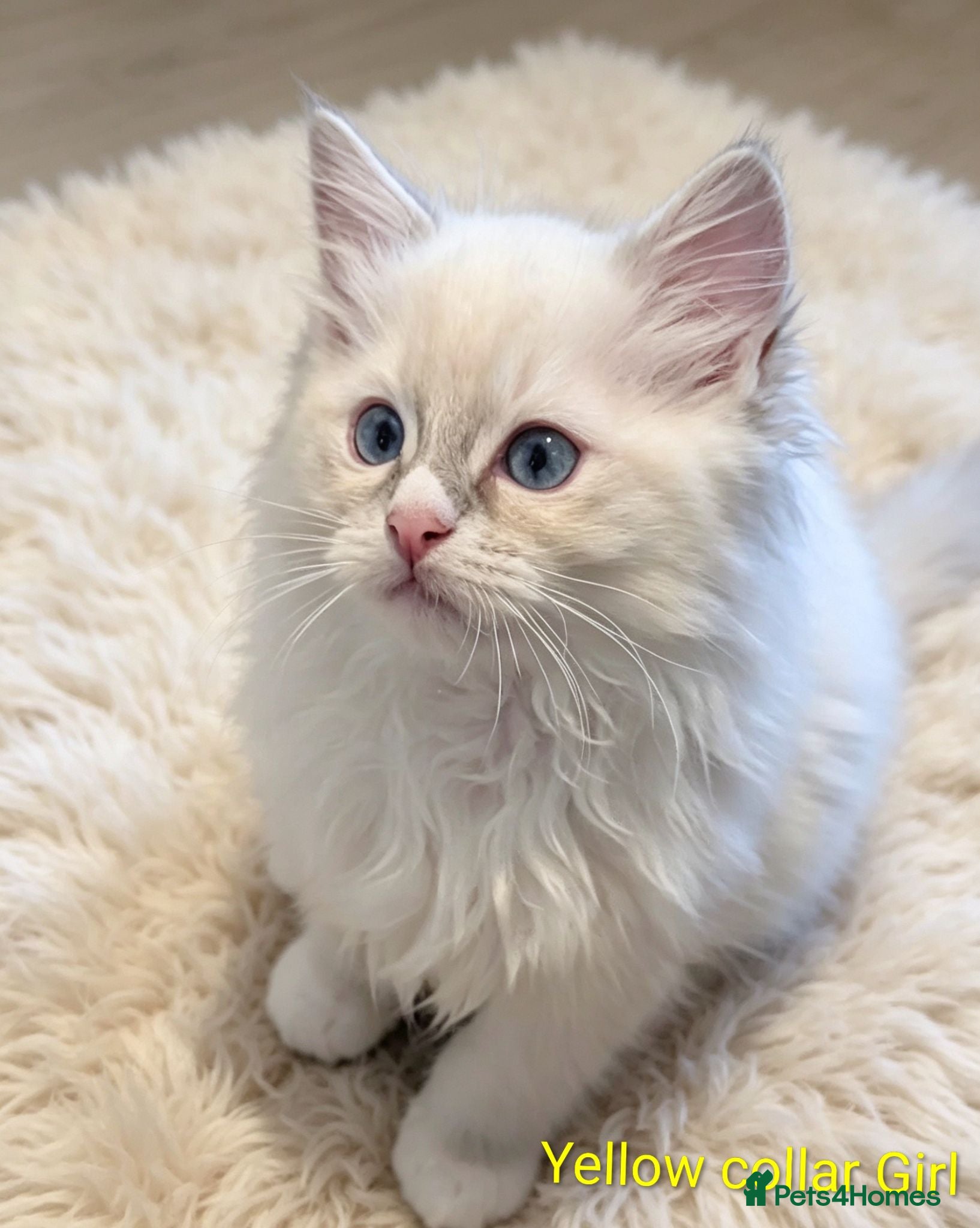 Ragdoll cats TICA registered Ragdoll kittens  - Advert 1