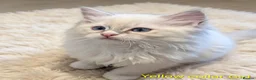 Ragdoll cats for sale: TICA registered Ragdoll kittens  in Bracknell - Advert 1