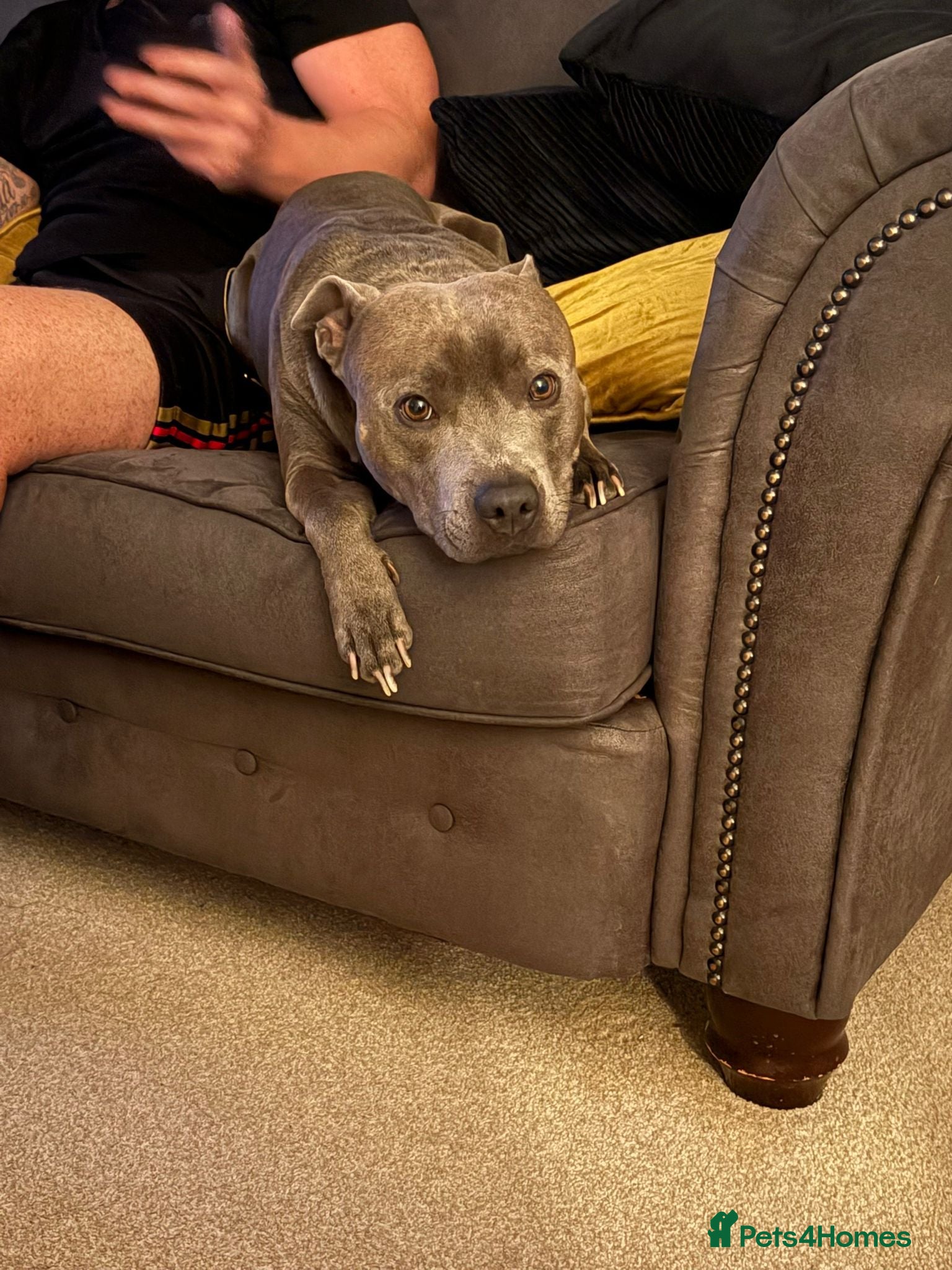 Staffordshire Bull Terrier dogs Billy - Advert 2