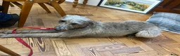 Mixed Breed dogs for sale: Beautiful Lurcher 9 years old  in Taunton - Advert 7