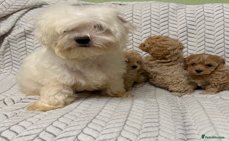 Mixed Breed dogs - Advert 1