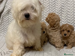 Mixed Breed dogs - Advert 1