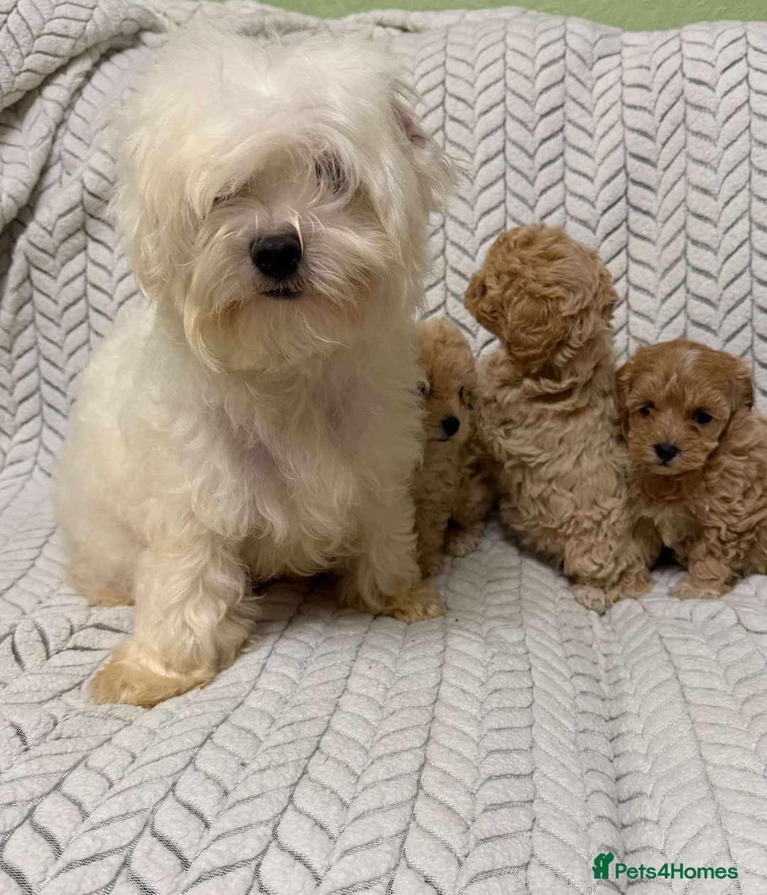 Mixed Breed dogs for sale: 🐾🐾 F1 Bb Maltipoo Puppies Boys and Girls 🐾🐾 - Advert 4