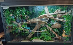 Gecko reptiles for sale: Breeding crested geckos and enclosure  - Image 5