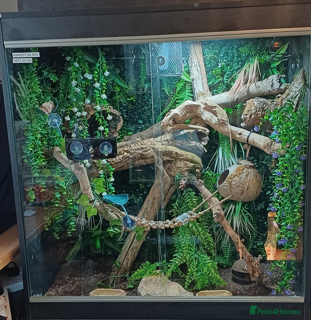 Gecko reptiles for sale: Breeding crested geckos and enclosure  - Image 5