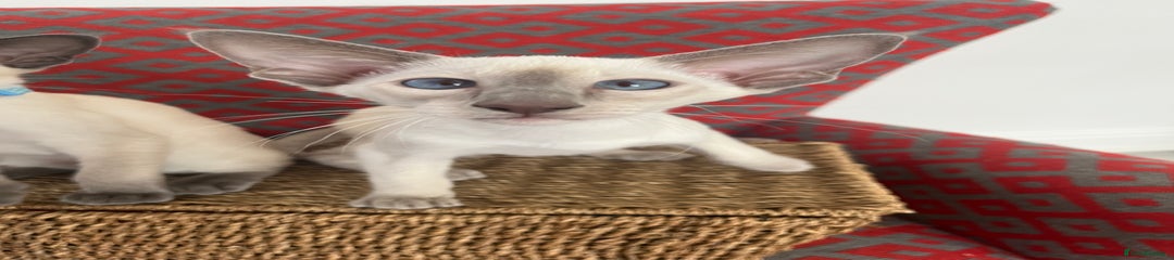 Siamese Kitten 2