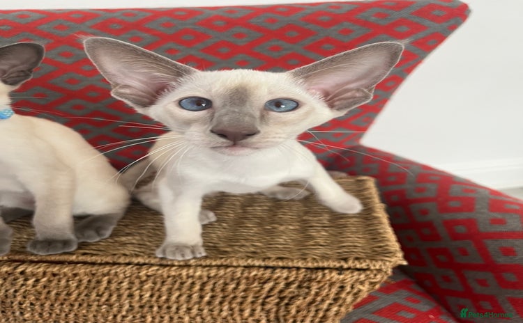 Siamese cats - Advert 1