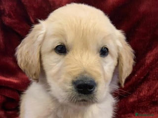 Golden Retriever dogs Golden retriever Puppies ready now !!! - Advert 7