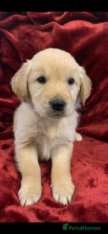 Golden Retriever dogs Golden retriever Puppies ready now !!! - Advert 7