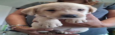 Labrador Retriever 4