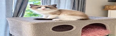Ragdoll 3