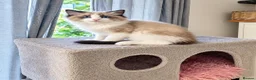 Ragdoll cats for sale: Bicolour ragdoll kittens (males) - Advert 8