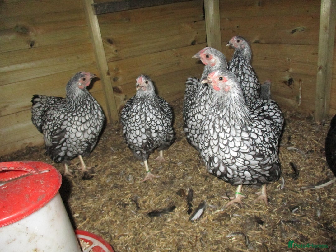 Chickens poultry for sale: Silver Laced Wyandotte Bantam Hens - Image 5