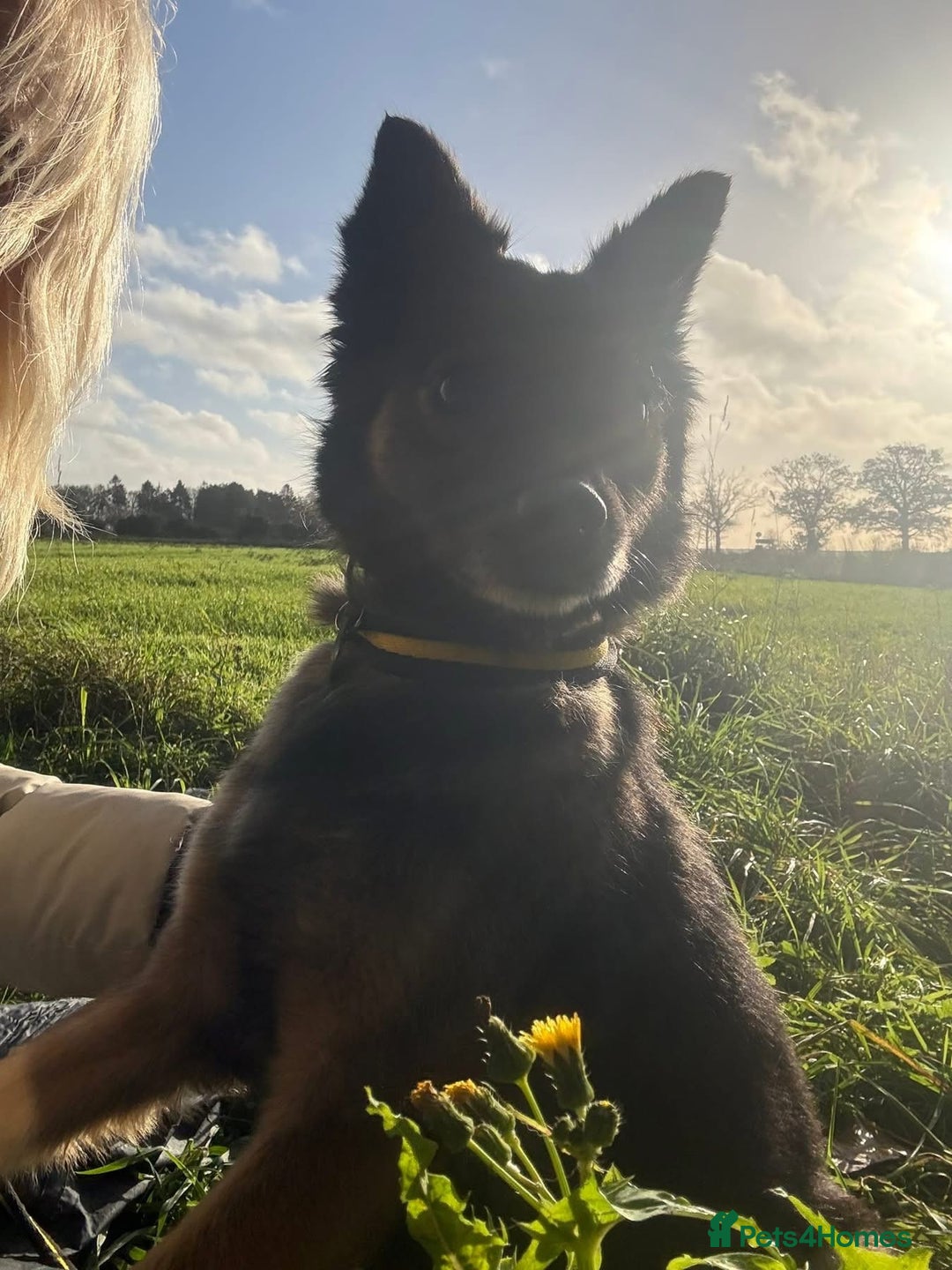 Mixed Breed dogs for adoption: Shona - Norwich Norfolk  - Advert 9