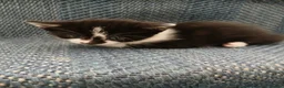 Mixed Breed cats for sale: Adorable cute kitten  - Advert 26
