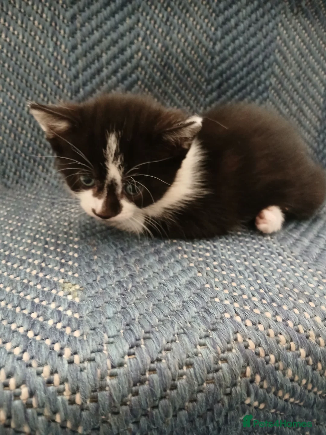 Mixed Breed cats for sale: Adorable cute kitten  - Advert 26