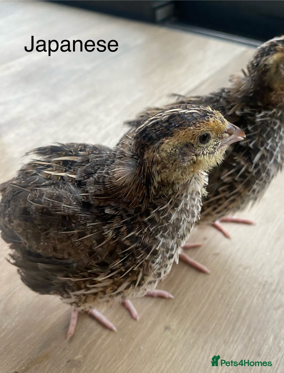 Quail poultry for sale: Jumbo Japanese, Italian, White and Rosetta quails - Advert 2
