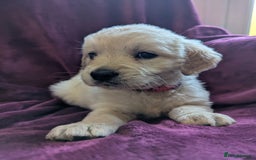 Golden Retriever dogs for sale: Stunning pure-breed Golden Retriever puppies - Image 8