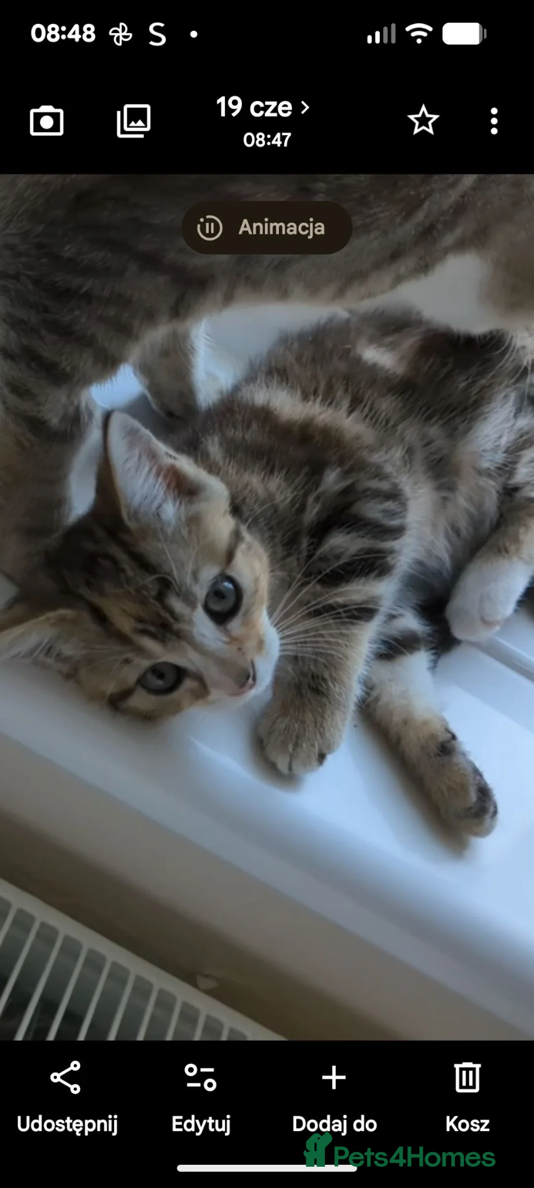 Mixed Breed cats for sale: Calico girl - Advert 2