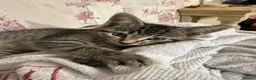 Mixed Breed cats for sale: Mixed breed kittens available for new home  - Advert 2