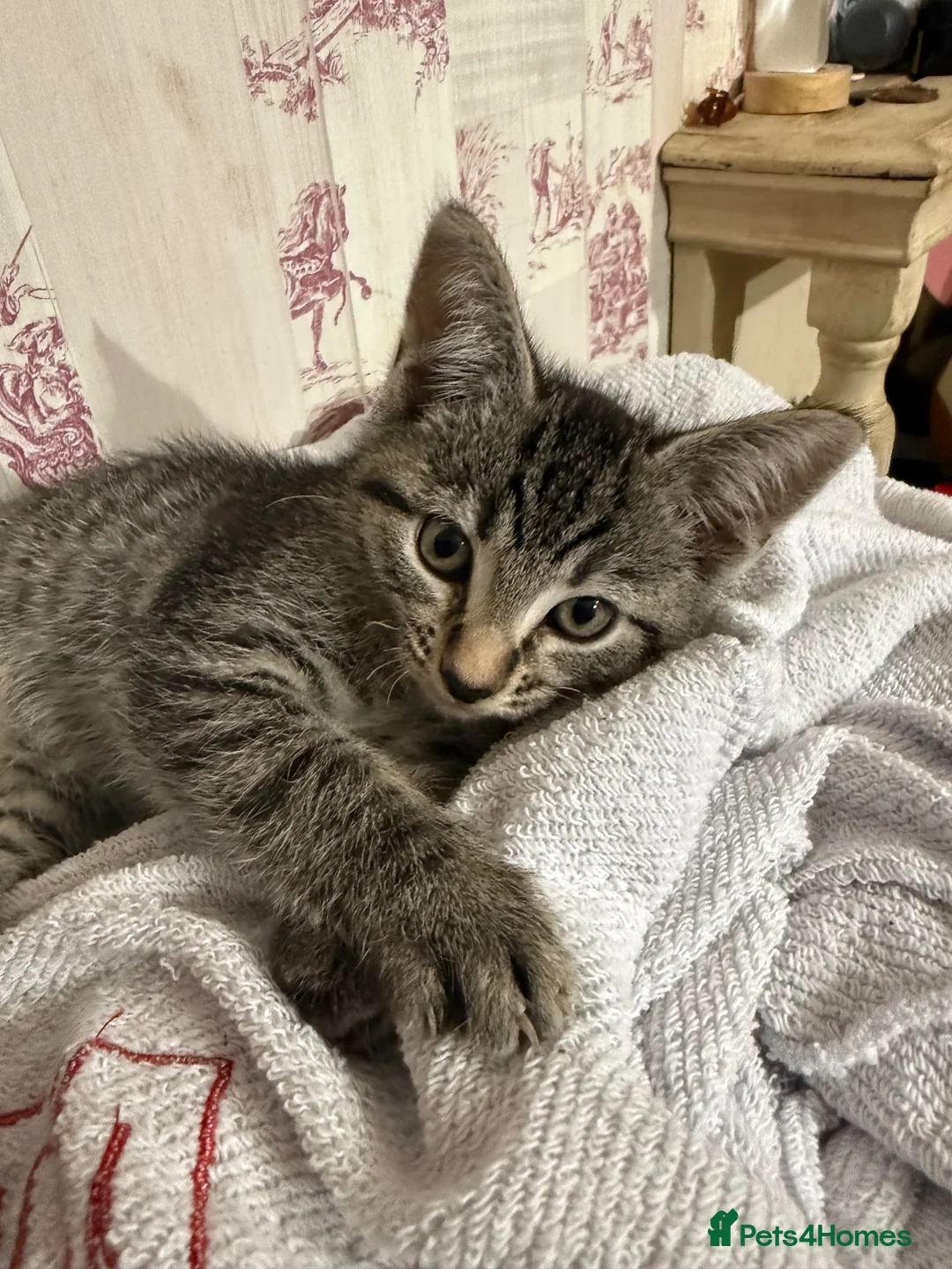 Mixed Breed cats for sale: Mixed breed kittens available for new home  - Advert 2
