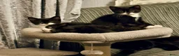 Mixed Breed cats for sale: Beautiful tuxedo kittens - Advert 4