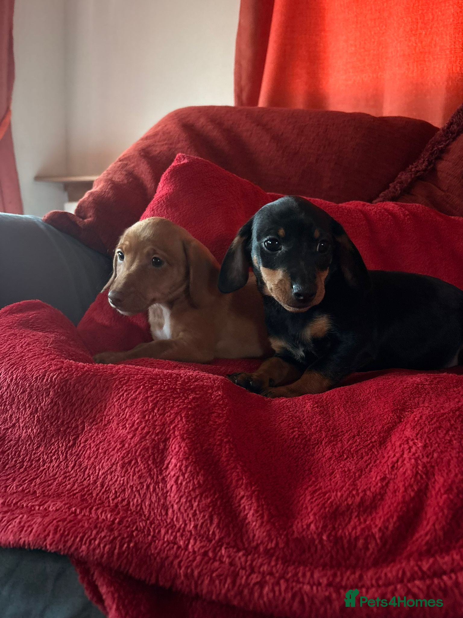 Jackshund dogs Daxijacks - Advert 2