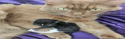 Ragdoll cats for sale: Cherubim Black Solid Mitted Girl HCM,PKD Certyfica - Advert 1